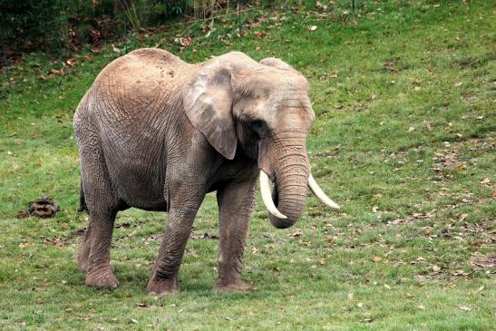 Afrikanischer Elefant Opel Zoo Kromberg 2014