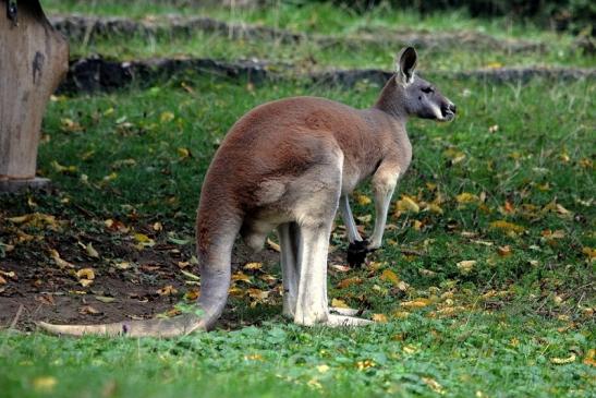 Australisches Riesenkänguru Opel Zoo Kronberg 2014