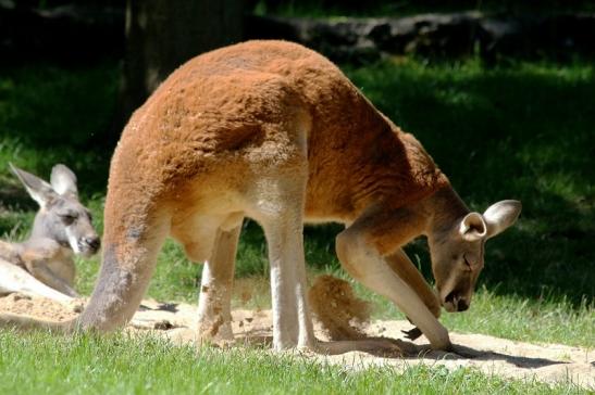Australisches Riesenkänguru Opel Zoo Kronberg 2017