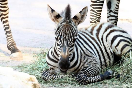 Böhm-Zebra Nachwuchs - 4 Wochen alt - Zoo Vivarium Darmstadt 2020