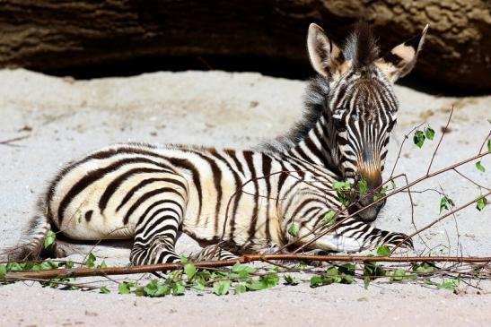 Böhm-Zebra Nachwuchs - 4 Wochen alt - Zoo Vivarium Darmstadt 2020