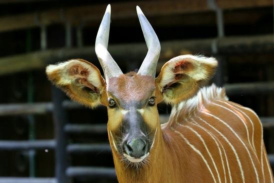 Bongo Antilope Zoo Frankfurt am Main 2017