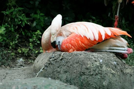 Chileflamingo Zoo Frankfurt am Main 2011 - 2012