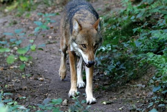 Europäischer Wolf Wildpark Alte Fasanerie Klein Auheim 2016