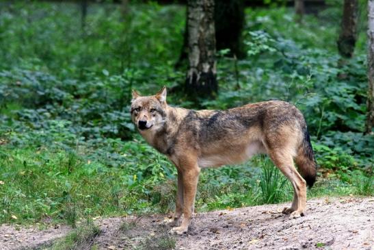 Europäischer Wolf Wildpark Alte Fasanerie Klein Auheim 2017