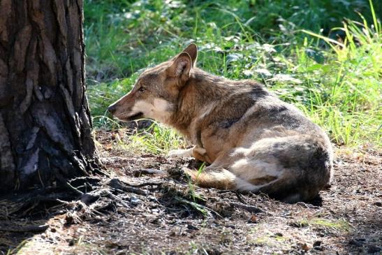Europäischer Wolf Wildpark Alte Fasanerie Klein Auheim 2022