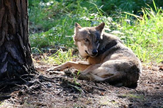 Europäischer Wolf Wildpark Alte Fasanerie Klein Auheim 2022