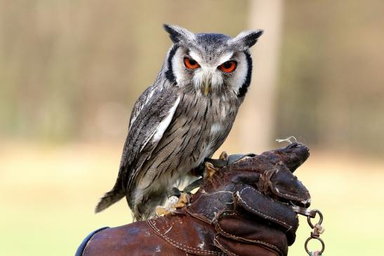 Evil Owl - Böse Eule - Falknerei - Wildpark Alte Fasanerie Klein Auheim 2017
