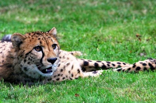 Gepard ( Neuzugang ) Opel Zoo Kronberg 2015