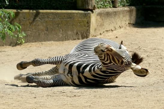 Grevy Zebra Zoo Frankfurt am Main 2018
