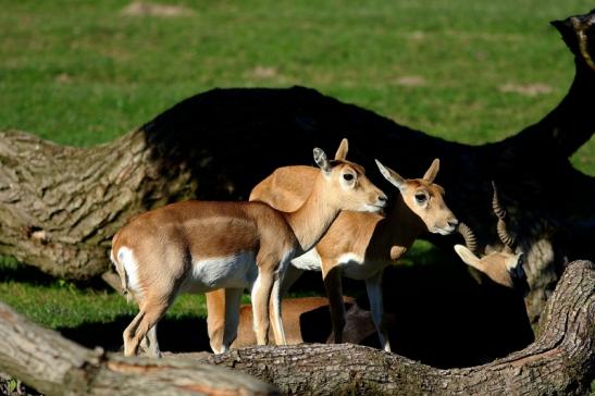 Hirschziegenantilope Opel Zoo Kronberg 2016
