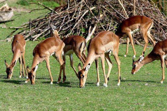 Impala Antilope Opel Zoo Kronberg 2017