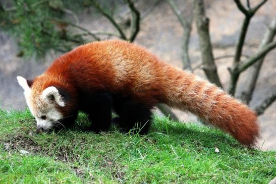 Roter Panda Opel Zoo Kronberg 2014