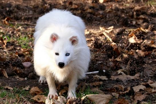 Marderhund - weiße Variante - Wildpark Alte Fasanerie Klein Auheim 2018
