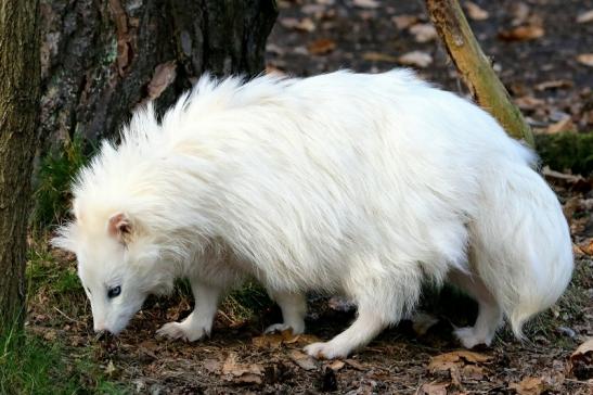 Marderhund - weiße Variante - Wildpark Alte Fasanerie Klein Auheim 2018