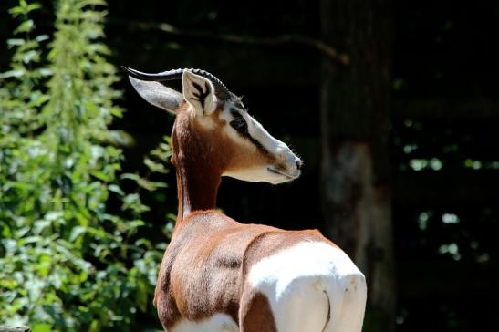 Mhorr-Gazelle Zoo Frankfurt am Main 2016