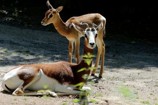 Mhorr-Gazelle Zoo Frankfurt am Main 2016