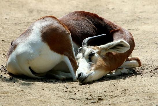 Mhorr-Gazelle Zoo Frankfurt am Main 2017
