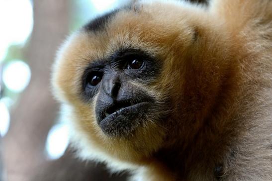 Nördlicher Weißwangen-Gibbon Zoo Frankfurt am Main 2017