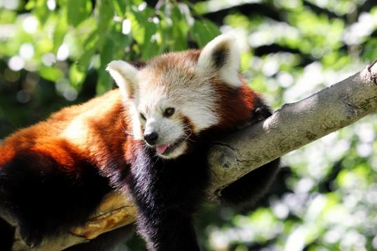 Roter Panda Opel Zoo Kronberg 2013