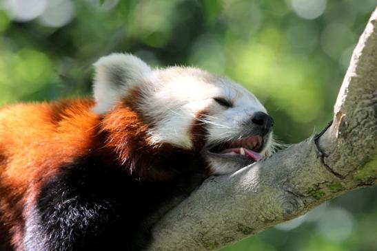 Roter Panda Opel Zoo Kronberg 2013