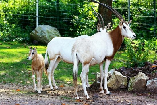 Säbelantilope mit Jungtier Zoo Vivarium Darmstadt 2019