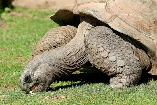 Seychellen-Riesenschildkröte Zoo Vivarium Darmstadt 2019