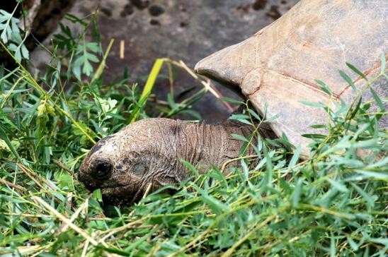 Seychellen Riesenschildkröte Zoo Vivarium Darmstadt 2020