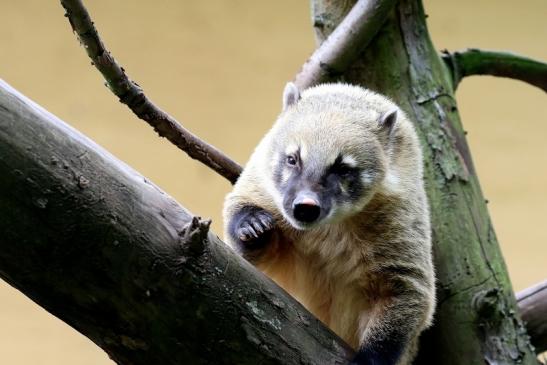 Südamerikanischer Nasenbär Zoo Vivarium Darmstadt 2020