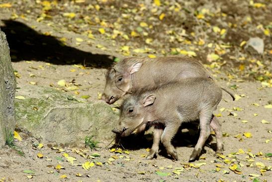 Warzenschwein Jungtiere Opel Zoo Kronberg 2017