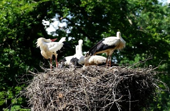 Weißstorch Altes Nest Wildpark Alte Fasanerie Klein Auheim 2021