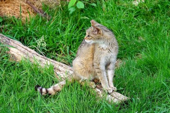 Europäische Wildkatze - Felis silvestris silvestris Wildpark Alte Fasnerie Klein Auheim 2021