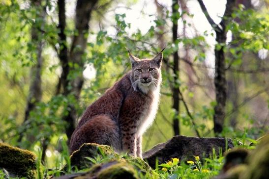 Eurasischer Luchs - Lynx lynx Wildpark Klein Auheim 2014