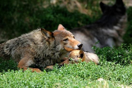 Wolf mit Welpe Wildpark Bad Mergentheim 2015